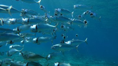 Kızıl Deniz resifinde güzel balıklar.