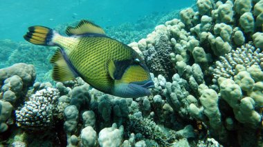Titan balığı (balistoides viridescens) ve bazen balık tetik veya mavi yüzgeçli balisthod olarak da adlandırılır. Titan balığı (balistoides viridescens) ve bazen balık olarak da bilinir. .