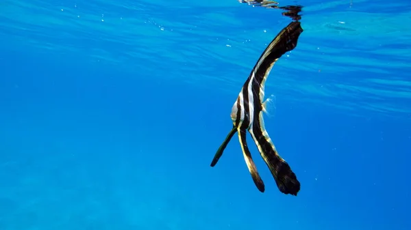 Uzun yüzgeçli Batfish Platax familyası Ephippidae - 70 cm 'ye kadar büyür algler ve küçük omurgasızlarla beslenir..