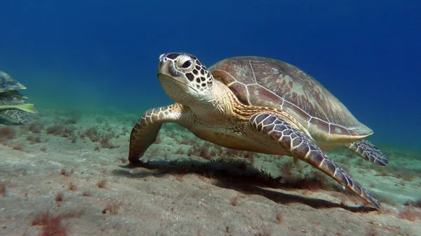 Tortuga Verde Grande Los Arrecifes Del Mar Rojo — Foto de Stock