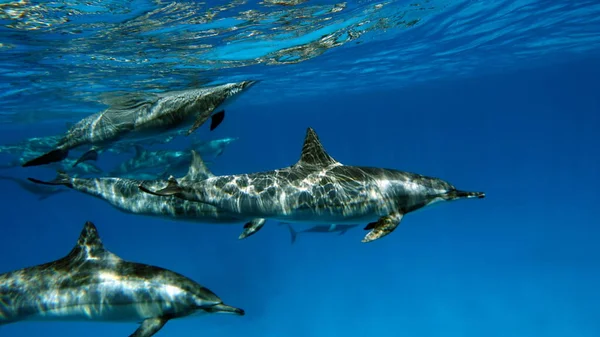 Delfines Delfín Hilandero Stenella Longirostris Pequeño Delfín Que Vive Aguas — Foto de Stock