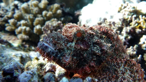 Scorpionfish Ψάρια Τύπος Ψαριού Οστού Osteichthyes Scorpaenidae Flahead Scorpenopsis — Φωτογραφία Αρχείου