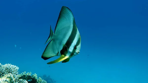 Long Fin Longfin Batfish Platax Čeledi Ephippidae Roste Krmí Řasami — Stock fotografie