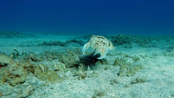Sepia Pharaonis Moluscos Tipo Molusco Moluscos Patas Dianteiras Esquadrão Cuttlefish — Fotografia de Stock
