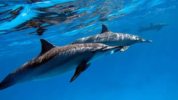 Δελφίνια Δελφίνι Σπίνερ Stenella Longirostris Είναι Ένα Μικρό Δελφίνι Που — Φωτογραφία Αρχείου