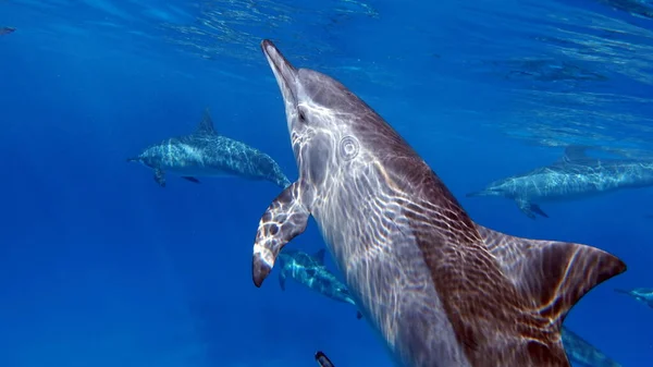 Δελφίνια Δελφίνι Σπίνερ Stenella Longirostris Είναι Ένα Μικρό Δελφίνι Που — Φωτογραφία Αρχείου