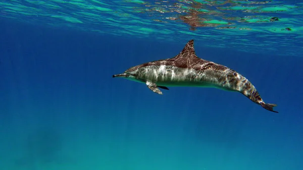 旋转的海豚 延绳钓海豚是一种生活在世界各地热带沿海水域的小海豚 — 图库照片