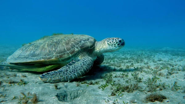 紅海のサンゴ礁の上の大きな緑のカメ — ストック写真