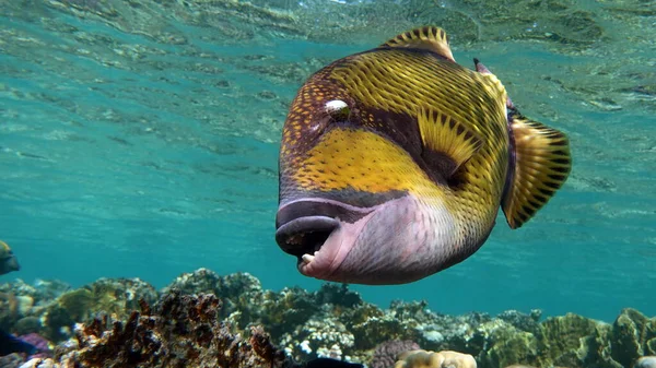 Titan Fisk Balistoides Viridescens Och Det Kallas Också Ibland Fisk — Stockfoto