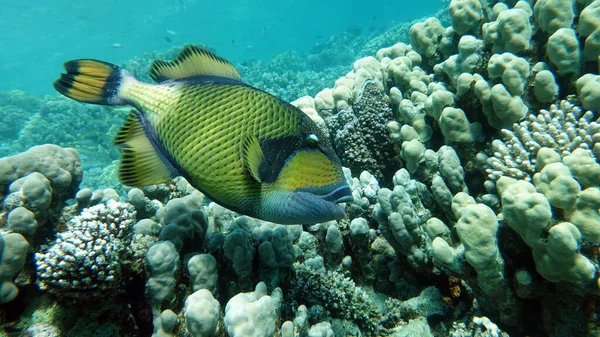 Titan balığı (balistoides viridescens) ve bazen balık tetik veya mavi yüzgeçli balisthod olarak da adlandırılır. Titan balığı (balistoides viridescens) ve bazen balık olarak da bilinir. .