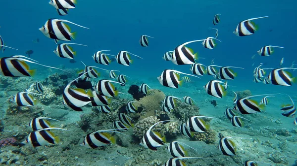 Ikan Kupu Kupu Scholing Kabouba Scholing Bannerfish Heniochus Diphreutes Keluarga — Stok Foto