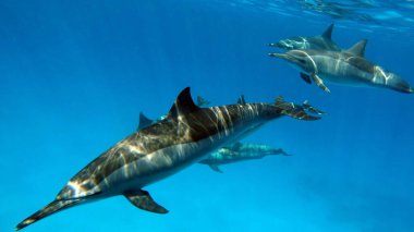 Yunuslar. Dönen yunus. Stenella longirostris, dünyanın dört bir yanındaki tropikal kıyı sularında yaşayan küçük bir yunus türü.. 
