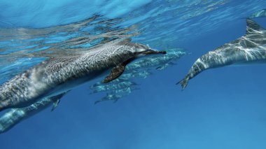 Yunuslar. Dönen yunus. Stenella longirostris, dünyanın dört bir yanındaki tropikal kıyı sularında yaşayan küçük bir yunus türü.. 