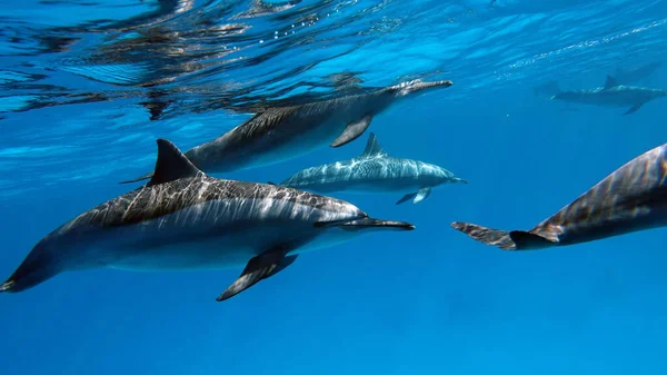 Delfines Delfín Hilandero Stenella Longirostris Pequeño Delfín Que Vive Aguas —  Fotos de Stock