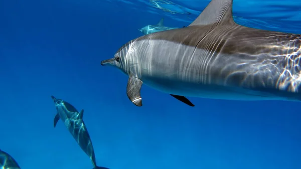 Delfines Delfín Hilandero Stenella Longirostris Pequeño Delfín Que Vive Aguas —  Fotos de Stock