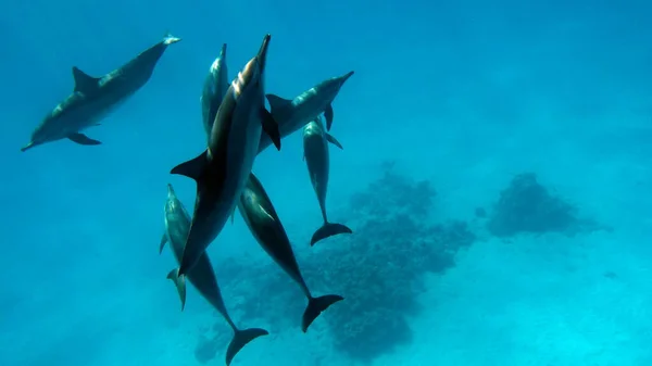 Delfines Delfín Hilandero Stenella Longirostris Pequeño Delfín Que Vive Aguas — Foto de Stock