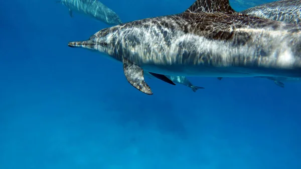 Delfines Delfín Hilandero Stenella Longirostris Pequeño Delfín Que Vive Aguas —  Fotos de Stock