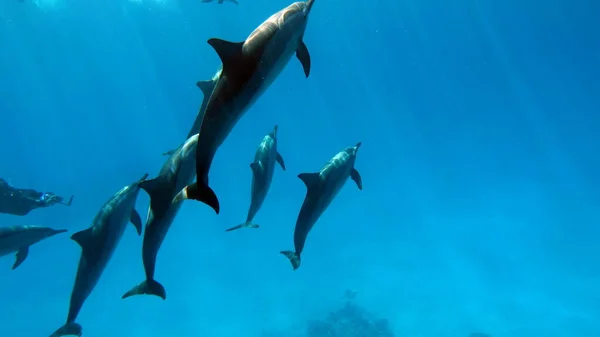 Dolphins Spinner Dolphin Stenella Longirostris Small Dolphin Lives Tropical Coastal — Stock Photo, Image