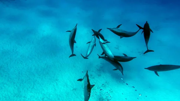 Dolphins Spinner Dolphin Stenella Longirostris Small Dolphin Lives Tropical Coastal — Stock Photo, Image