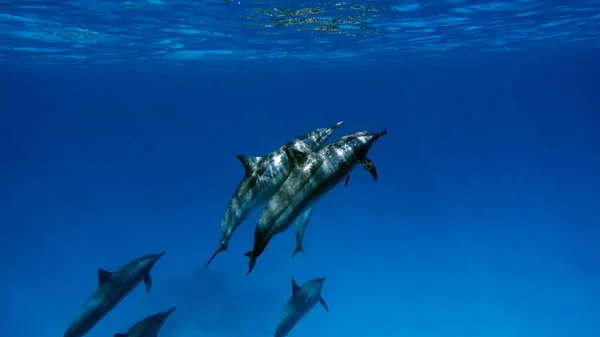 Delfines Delfín Hilandero Stenella Longirostris Pequeño Delfín Que Vive Aguas — Foto de Stock