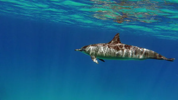 Delfine Spinner Delfin Stenella Longirostris Ist Ein Kleiner Delfin Der — Stockfoto