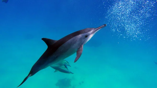 Δελφίνια Δελφίνι Σπίνερ Stenella Longirostris Είναι Ένα Μικρό Δελφίνι Που — Φωτογραφία Αρχείου