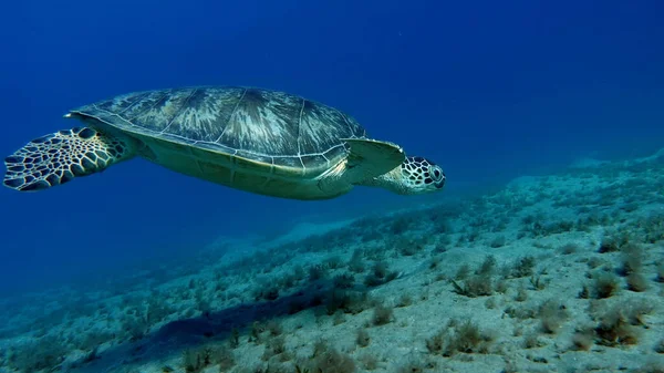 Tortuga Verde Grande Los Arrecifes Del Mar Rojo —  Fotos de Stock