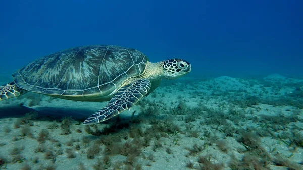 Tortuga Verde Grande Los Arrecifes Del Mar Rojo — Foto de Stock