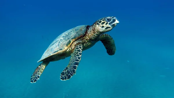 Hawksbill Sea Turtle Eretmochelys Imbricata — стокове фото