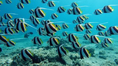 Kızıl Deniz resifinde güzel balıklar.