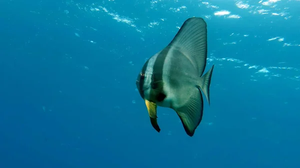 지느러미 바타시 Ephippidae 70Cm 자라며 해조류와 무척추동물을 — 스톡 사진