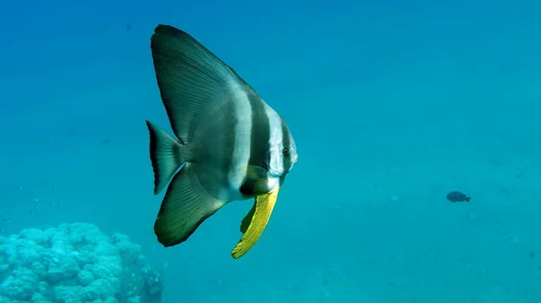 Long Fin Longfin Batfish Platax Family Ephippidae Grows Feeds Algae — Stock Photo, Image