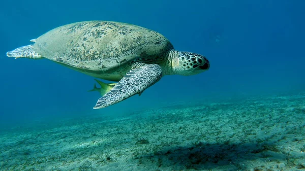 Große Grüne Schildkröte Den Riffen Des Roten Meeres — Stockfoto
