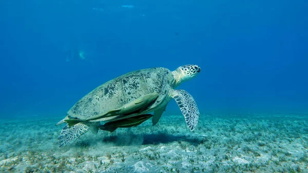Tartaruga Verde Grande Nos Recifes Mar Vermelho — Fotografia de Stock