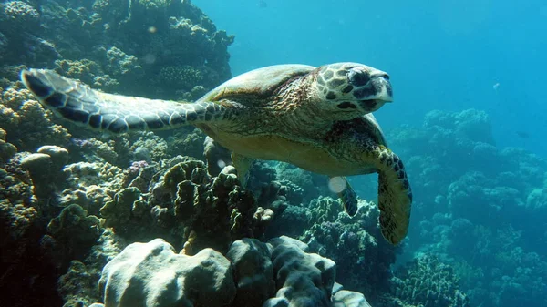 Tartarugas Marinhas Grande Tartaruga Recifal Bissa — Fotografia de Stock