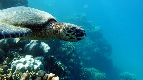 Tortugas Marinas Gran Tortuga Arrecife Bissa —  Fotos de Stock