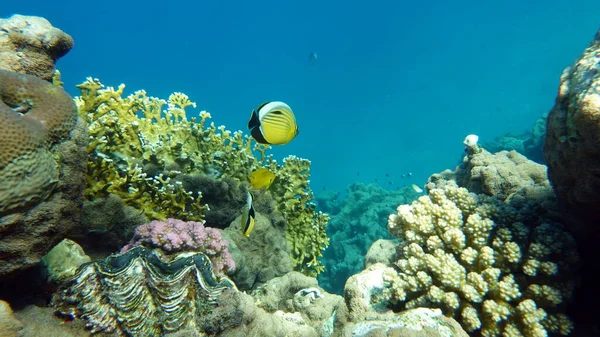 Beautiful Fish Red Sea Reef — Stock Photo, Image