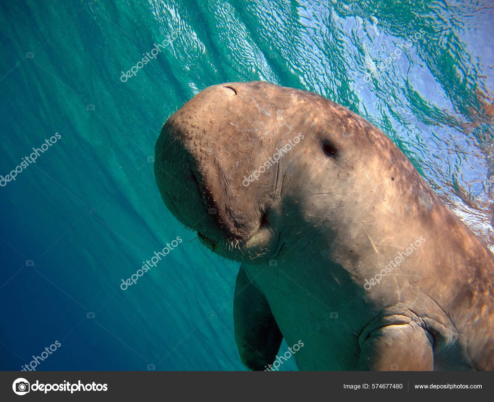 Baby dugong Stock Photos, Royalty Free Baby dugong Images | Depositphotos Baby dugong Stock Photos, Royalty Free Baby dugong Images | Depositphotos