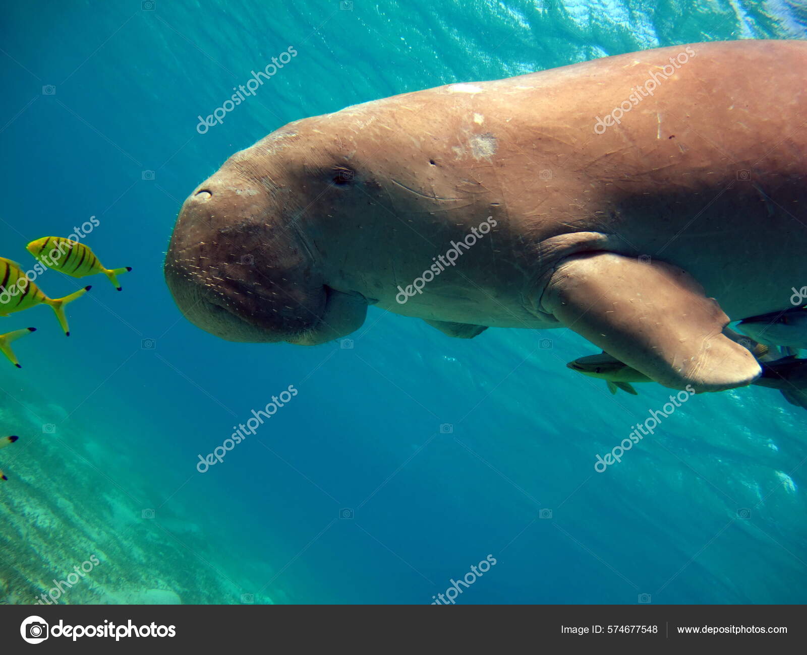 Baby dugong Stock Photos, Royalty Free Baby dugong Images | Depositphotos