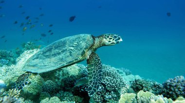 Şahin gagalı deniz kaplumbağası (CR türleri) Şahin gagalı Kaplumbağa - Eretmochelys imbricata.