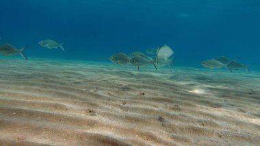 Kızıl Deniz resifinde güzel balıklar.