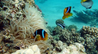 Palyaço balığı amfipriprionu (Amphiprioninae). Kızıl deniz palyaço balığı.