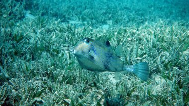 Kızıl Deniz resifinde güzel balıklar.