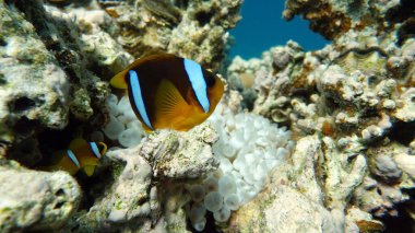 Palyaço balığı amfipriprionu (Amphiprioninae). Kızıl deniz palyaço balığı.