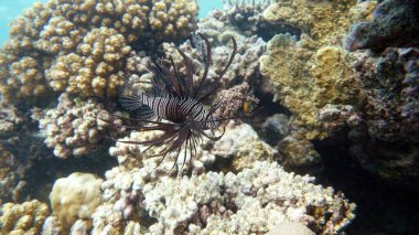 Kızıl Deniz 'deki Aslan Balığı, açık mavi sularda yiyecek arıyor. .
