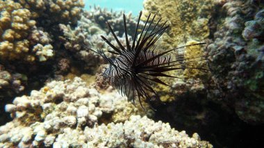 Kızıl Deniz 'deki Aslan Balığı, açık mavi sularda yiyecek arıyor. .