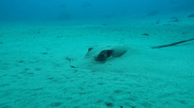 Stingray vatoz. Halkalı vatoz. (Himantura uarnak) 50 metre derinlikte bulunur. Kaydedilen en yüksek disk genişliği 200 cm 'dir..
