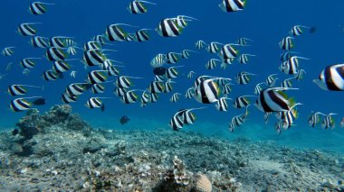 Kelebek balığı. Kabouba okulu - Scholing sancak balığı - Heniochus diphreutes (Chaetodontidae familyası) - 18 cm 'ye kadar büyür..