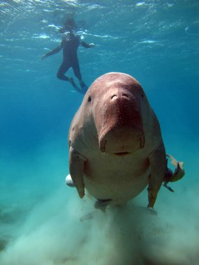 Deniz ineği. Marsa Alam 'daki Deniz İneği. Marsa Mübarek Körfezi.