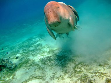 Deniz ineği. Marsa Alam 'daki Deniz İneği. Marsa Mübarek Körfezi.